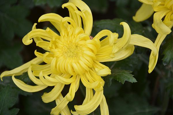 菊花茶变绿怎么回事（菊花茶水变绿怎么回事）